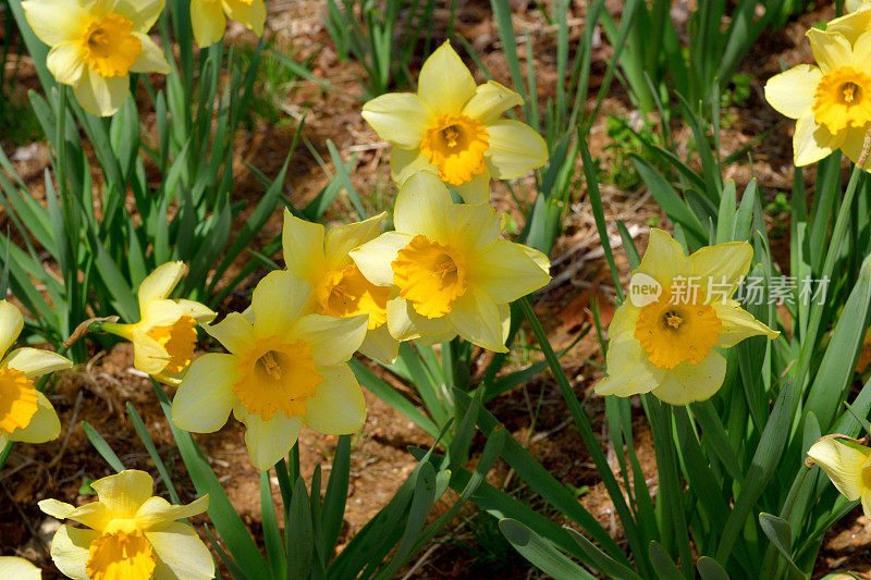 水仙花/水仙花